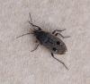 Graptopeltus lynceus